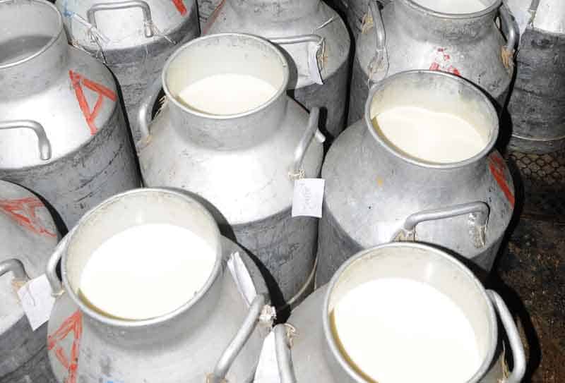 నిత్యం 1200 లీటర్ల పాల సేకరణ