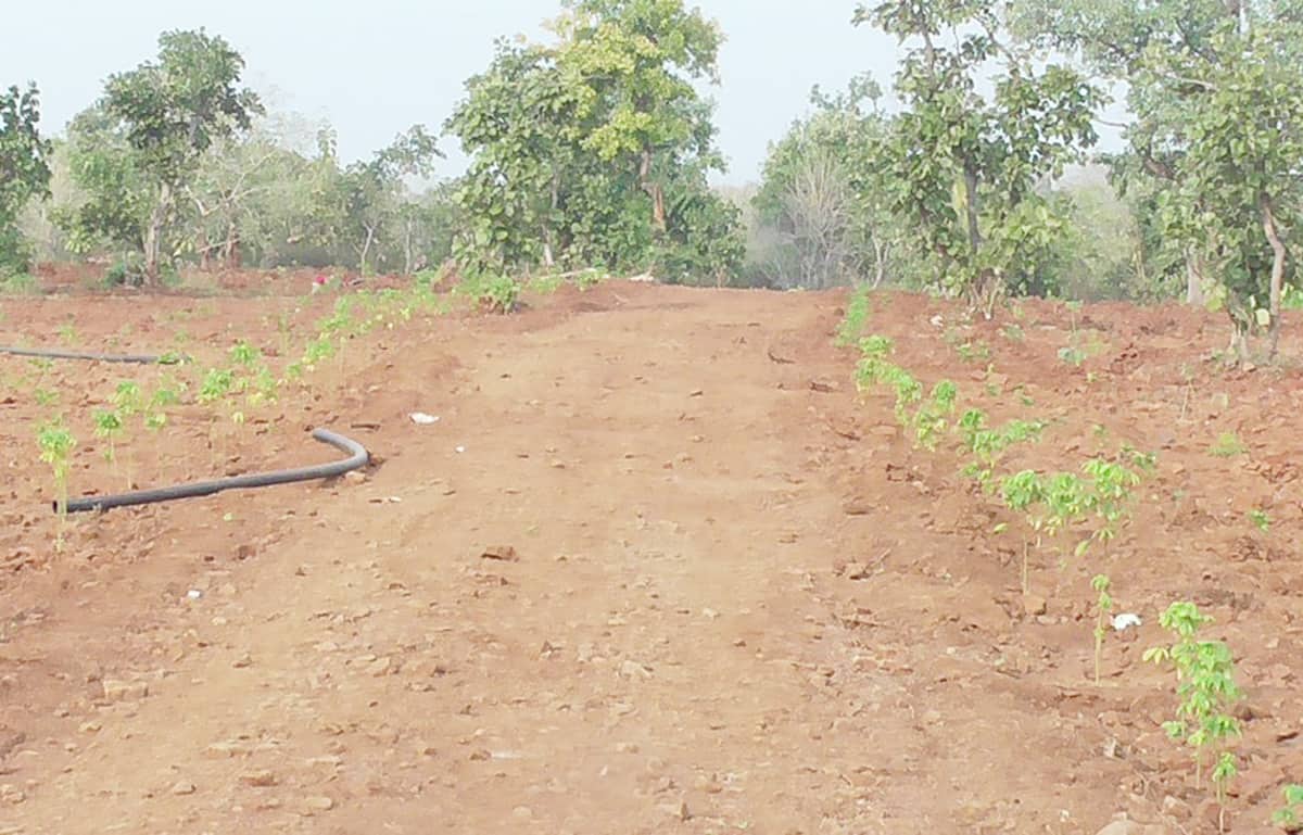 ప్రకృతివనాలు.. పల్లెలకు మణిహారాలు