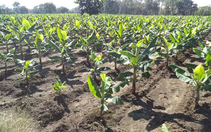 ఉద్యాన వనాలకు ఊతం