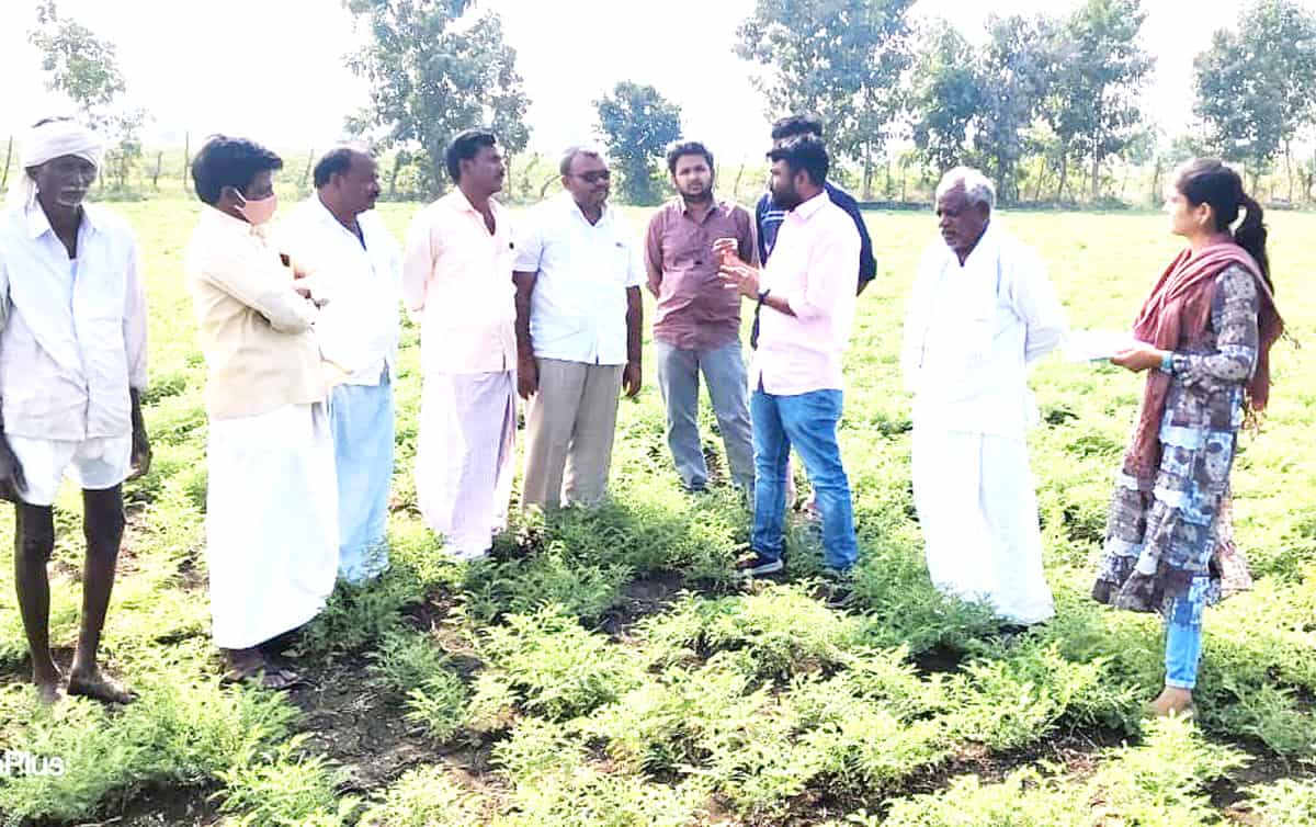 పంటల సాగులో జాగ్రత్తలు పాటించాలి