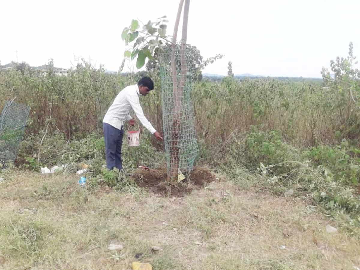 ప్రతి మొక్కా బతకాలి