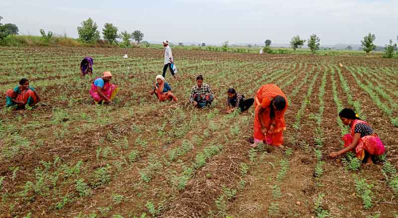 వరి వదిలి..శనగ వైపు..