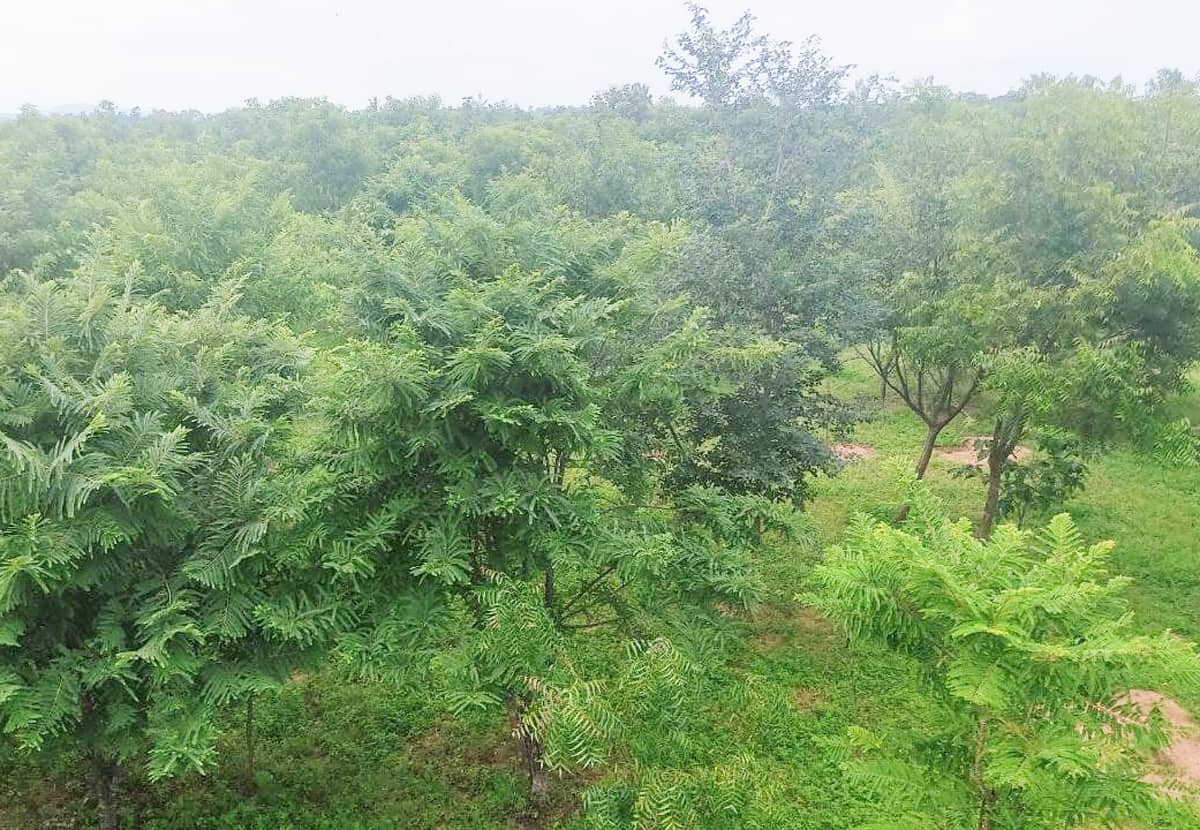 నాడు ఖాళీ స్థలం.. నేడు లక్ష వృక్షాల వనం