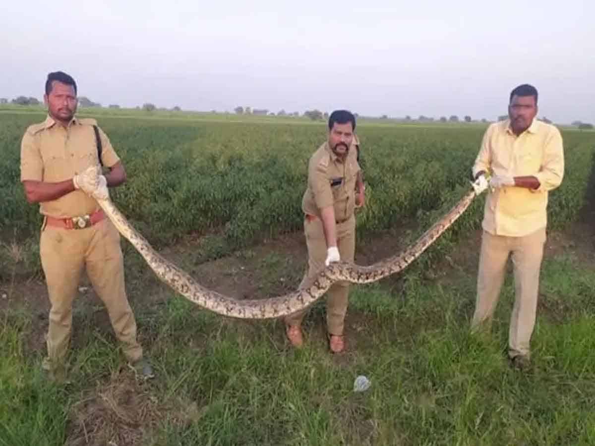 Python in Kurnool : కర్నూలులో కొండచిలువ.. మిరపతోటలో లభ్యం