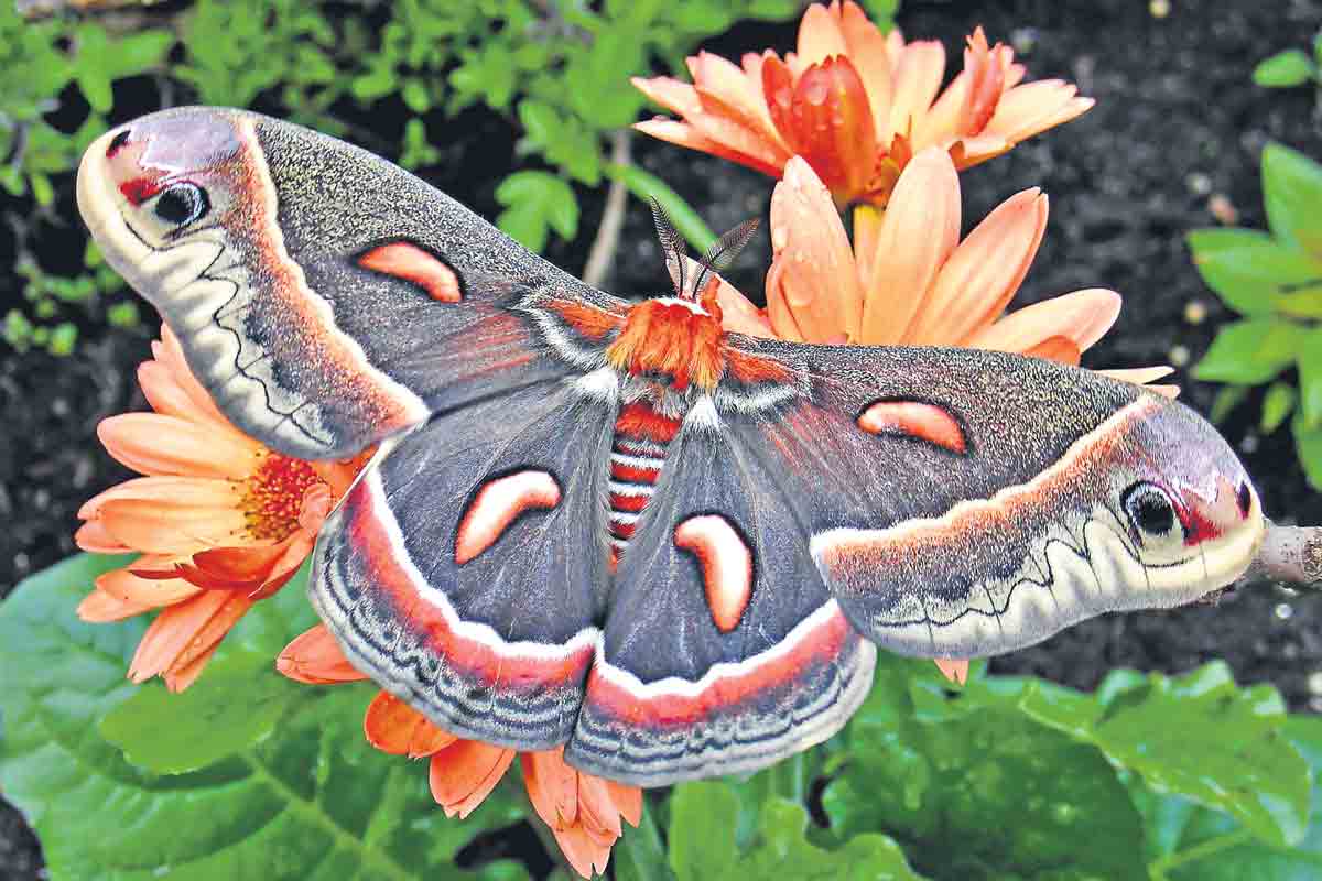 Insect Museum | బెంగ‌ళూరులో కీట‌కాల‌కు ఓ మ్యూజియం..ఇందులో ఏం ఉంటాయంటే..