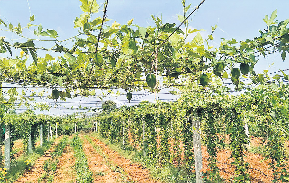 బోడకాకరకు భలే డిమాండ్‌