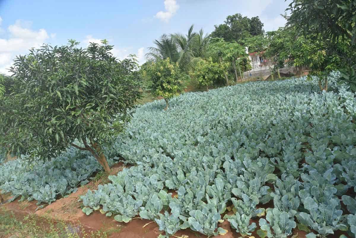 మామిడి తోట‌లో అంత‌ర పంట‌గా గోబీ.. రోజుకు వెయ్యి ఆమ్దానీ