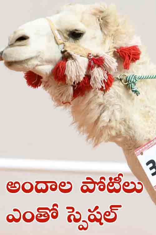 సౌదీలో ఒంటెల అందాల పోటీలు.. ప్రైజ్‌ మనీ రూ.500 కోట్లు!