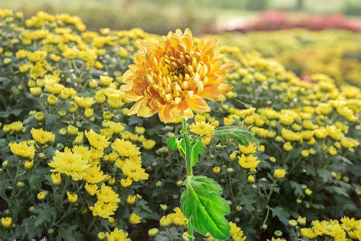 సిరులు కురిపించే చామంతి.. శ్రమ తక్కువ.. లాభం ఎక్కువ