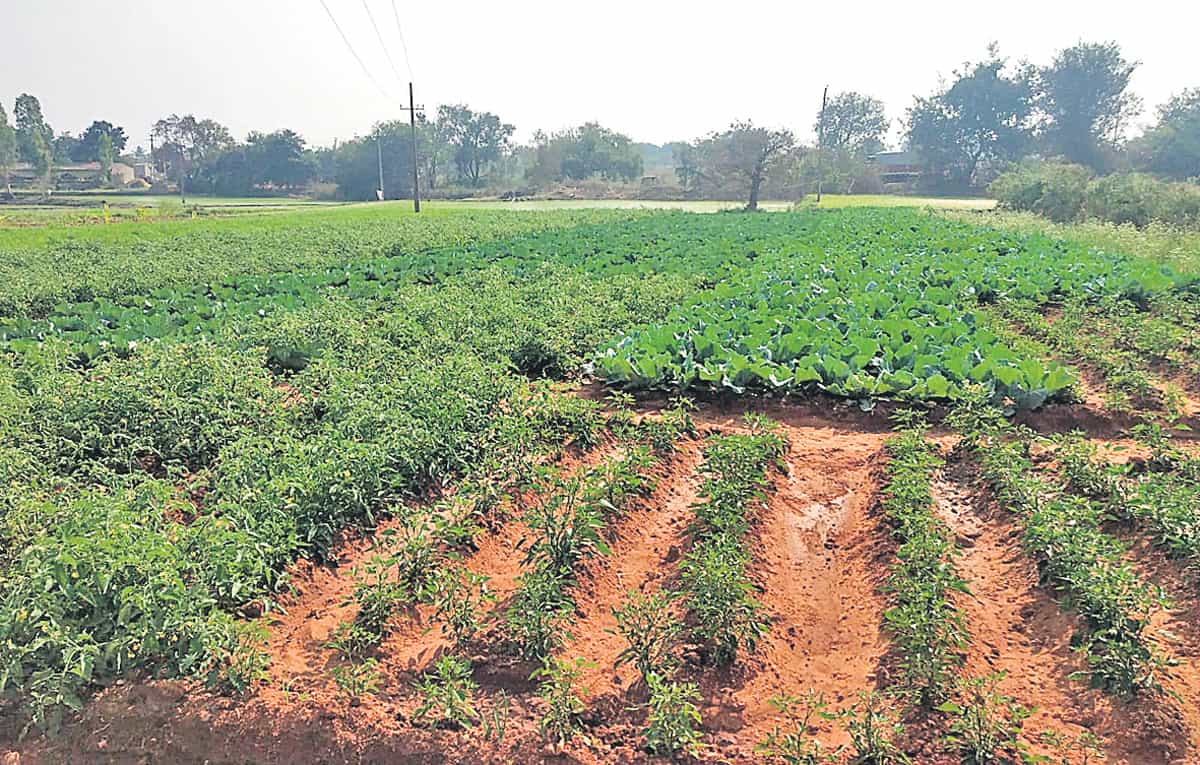 ఎకరంన్నర భూమిలోనే అన్ని పంటలు