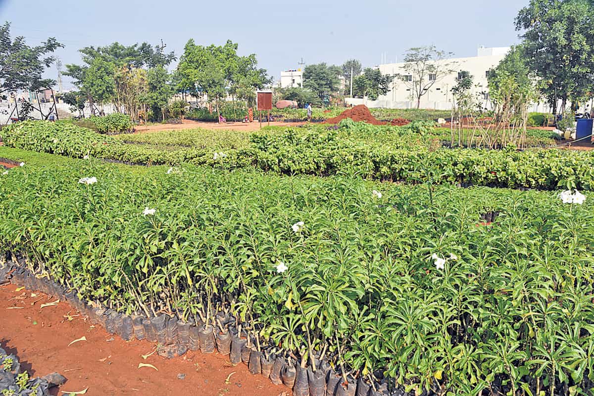 Hyderabad Harithaharam | నగరం.. పచ్చని వనం