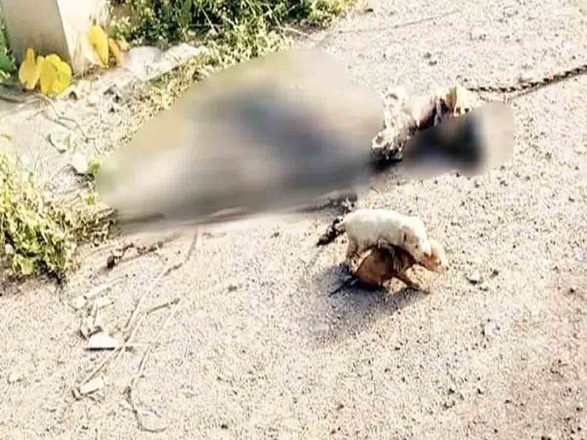 Dead Dog delivery: నంద్యాలలో అసహజ ఘటన.. రెండు పిల్లలకు జన్మనిచ్చిన చనిపోయిన కుక్క