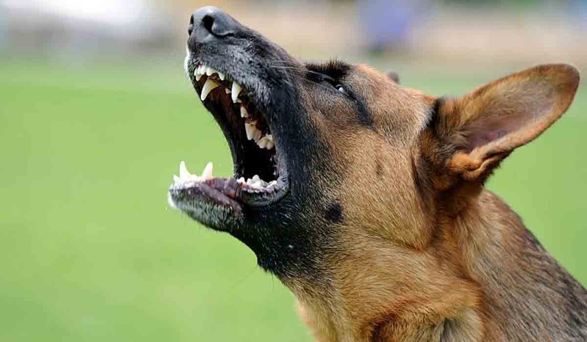 Dog bites: స్కూల్ పిల్ల‌ల‌ను ఎగ‌బ‌డి క‌రిచిన‌ వెర్రికుక్క.. 10 మందికి గాయాలు..!