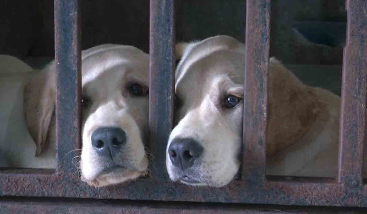 కుక్క‌లకూ హాస్ట‌ల్ సౌక‌ర్యం.. ఎందుకంటారా..?