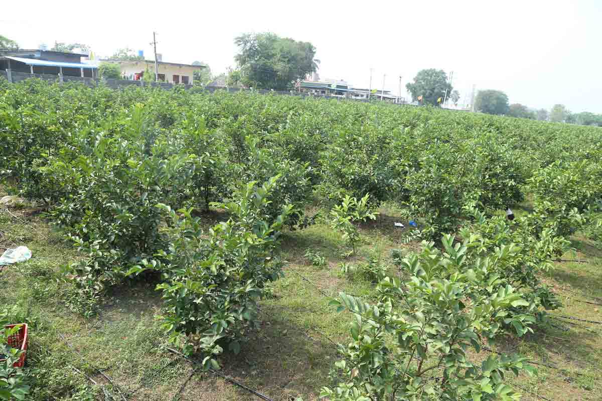 జామ సాగు.. లాభాలు బాగు