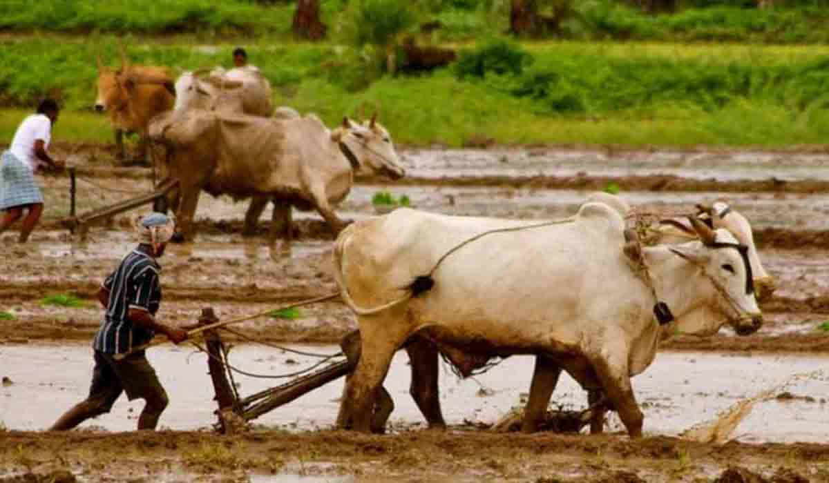 అన్నదాతలకు జాతీయ రైతుల దినోత్సవ శుభాకాంక్షలు.. కేటీఆర్ ట్వీట్