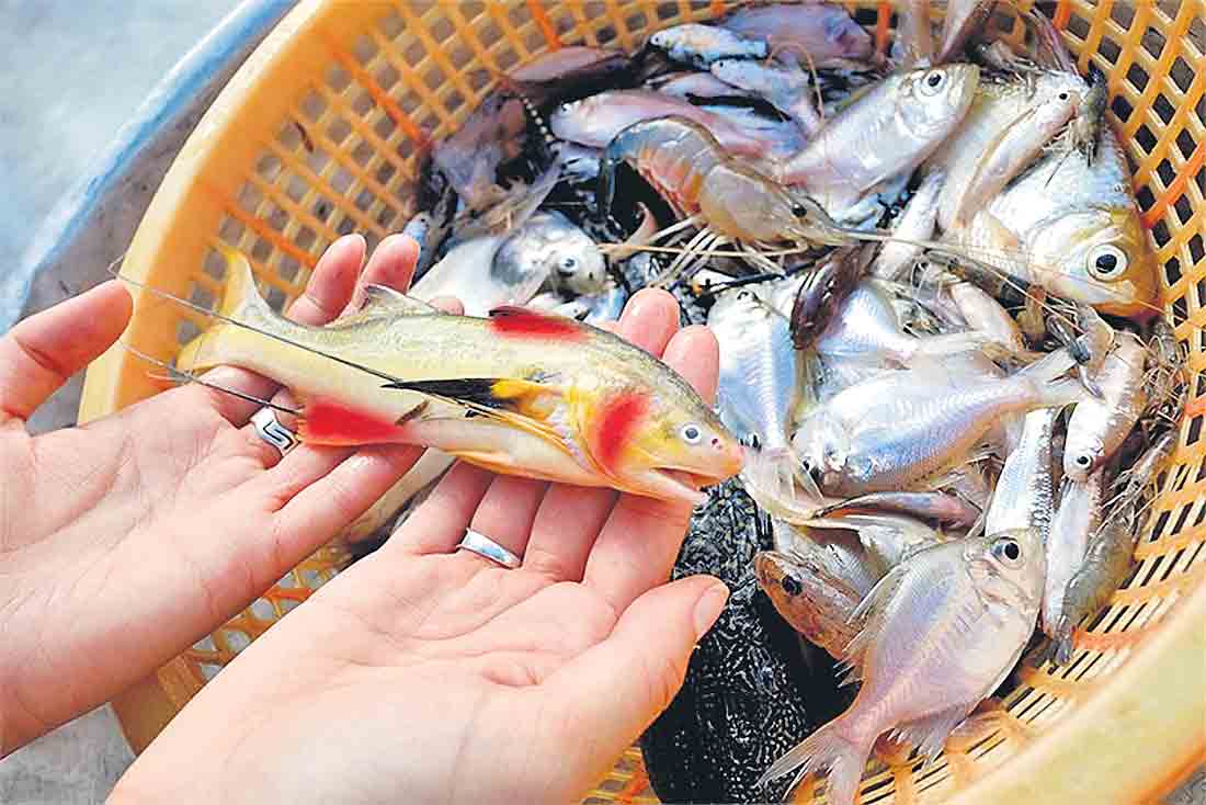 చేపలలో వ్యాధులు నివారణ చర్యలు