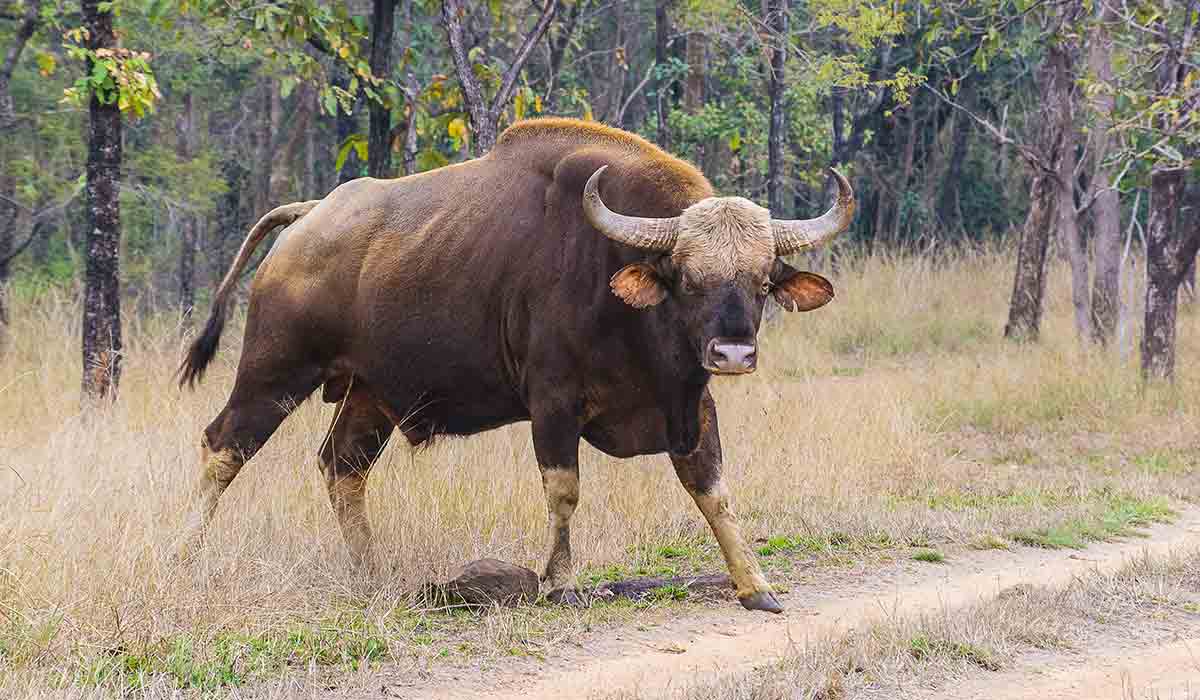Gaur attack: అడ‌విదున్న దాడిలో ఒక‌రు మృతి, ఇద్ద‌రికి గాయాలు