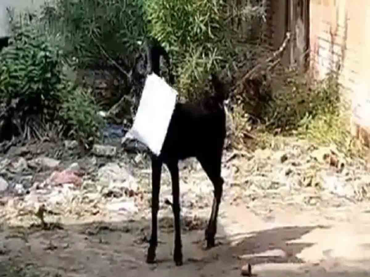 Viral Video: మేక వెంట పడిన ప్రభుత్వ ఉద్యోగి.. ఎందుకంటే?