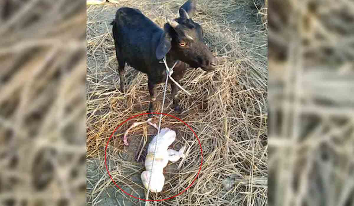 మేక క‌డుపులో మ‌నిషిని పోలిన వింత జీవి.. ఫోటోలు వైర‌ల్