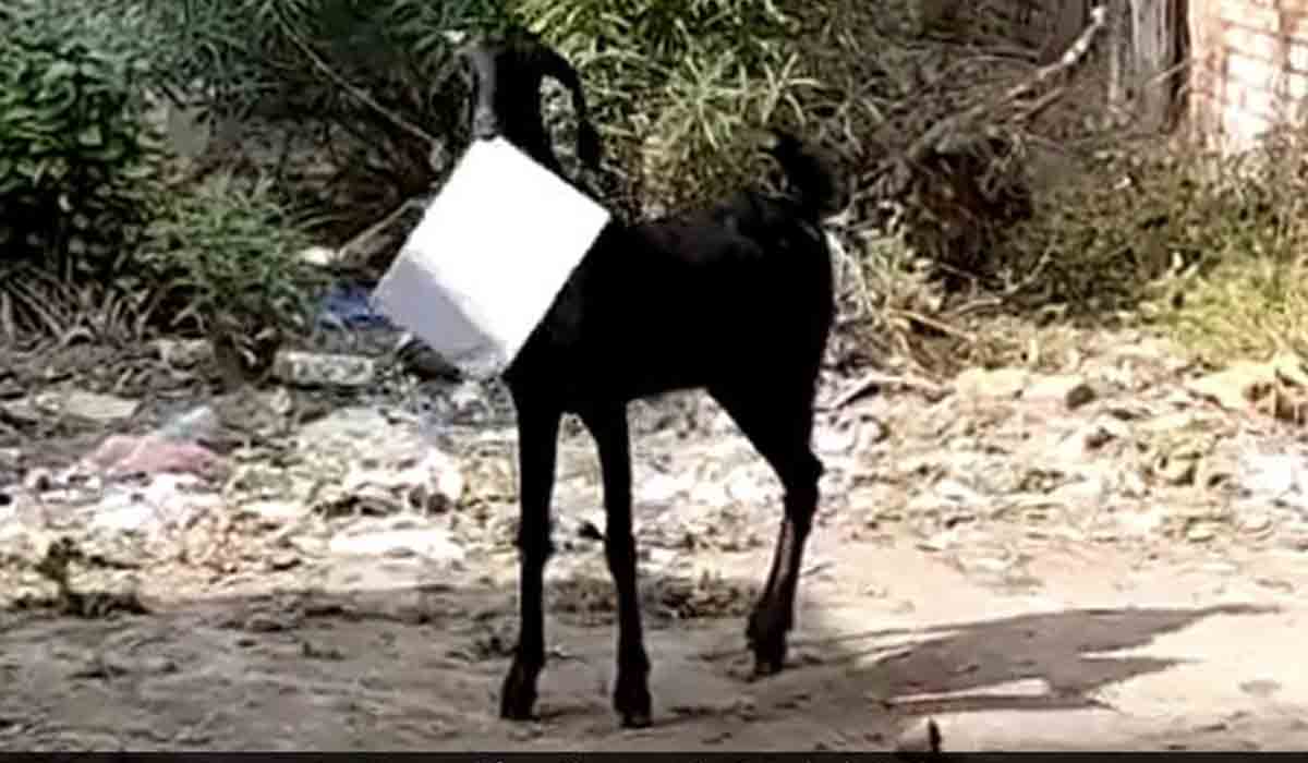 ద‌స్త్రాల‌ను ఎత్తుకెళ్లిన మేక‌.. ప‌రుగెత్తిన ప్ర‌భుత్వ ఉద్యోగి.. వీడియో