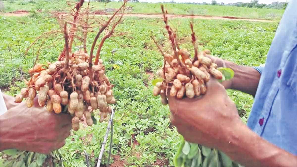 యాసంగిలో పల్లీ పరుగు