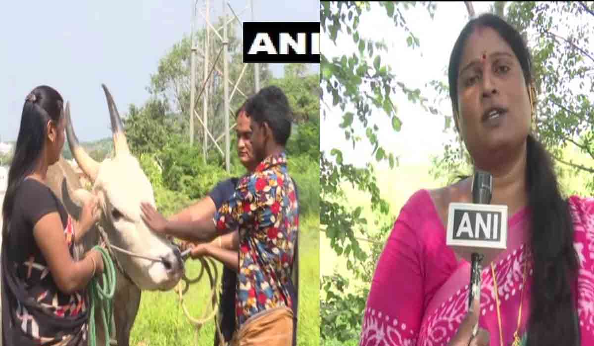 జ‌ల్లిక‌ట్టు.. ఎద్దుల‌కు శిక్ష‌ణ ఇస్తున్న ట్రాన్స్‌జెండ‌ర్