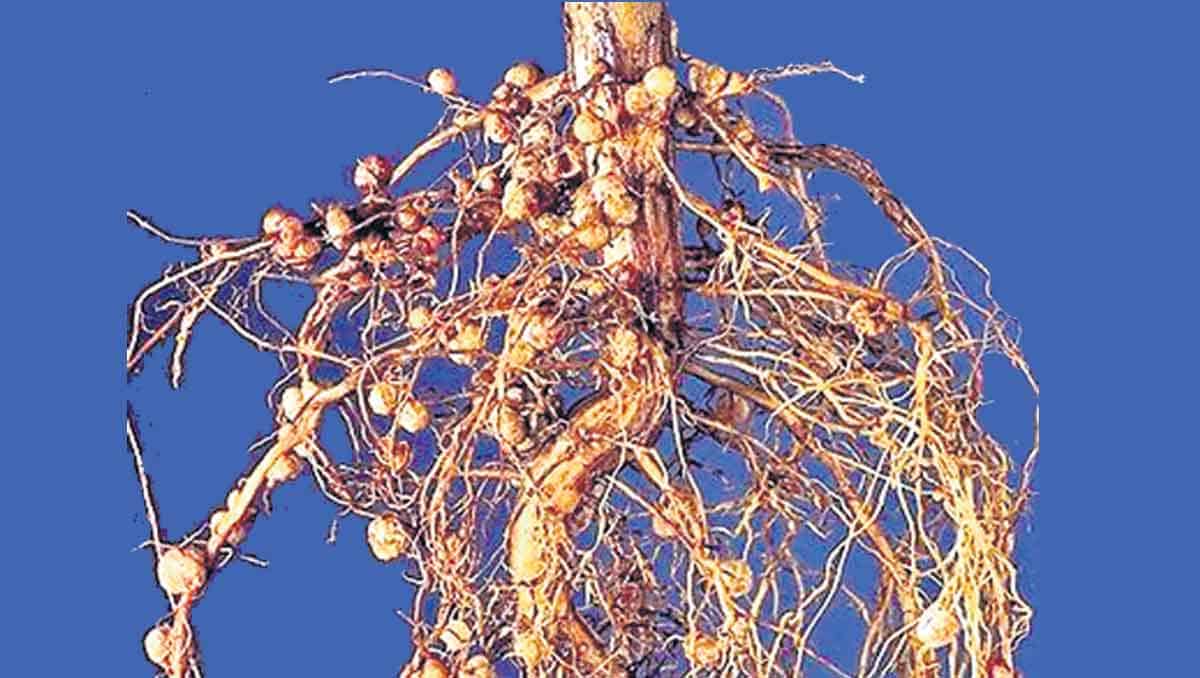 జీవ ఎరువు రైజోబియం ఉపయోగించే విధానం