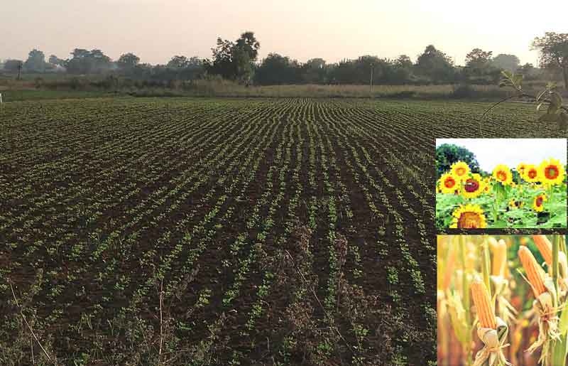 ఆరుతడి పంటల వైపు రైతుల చూపు