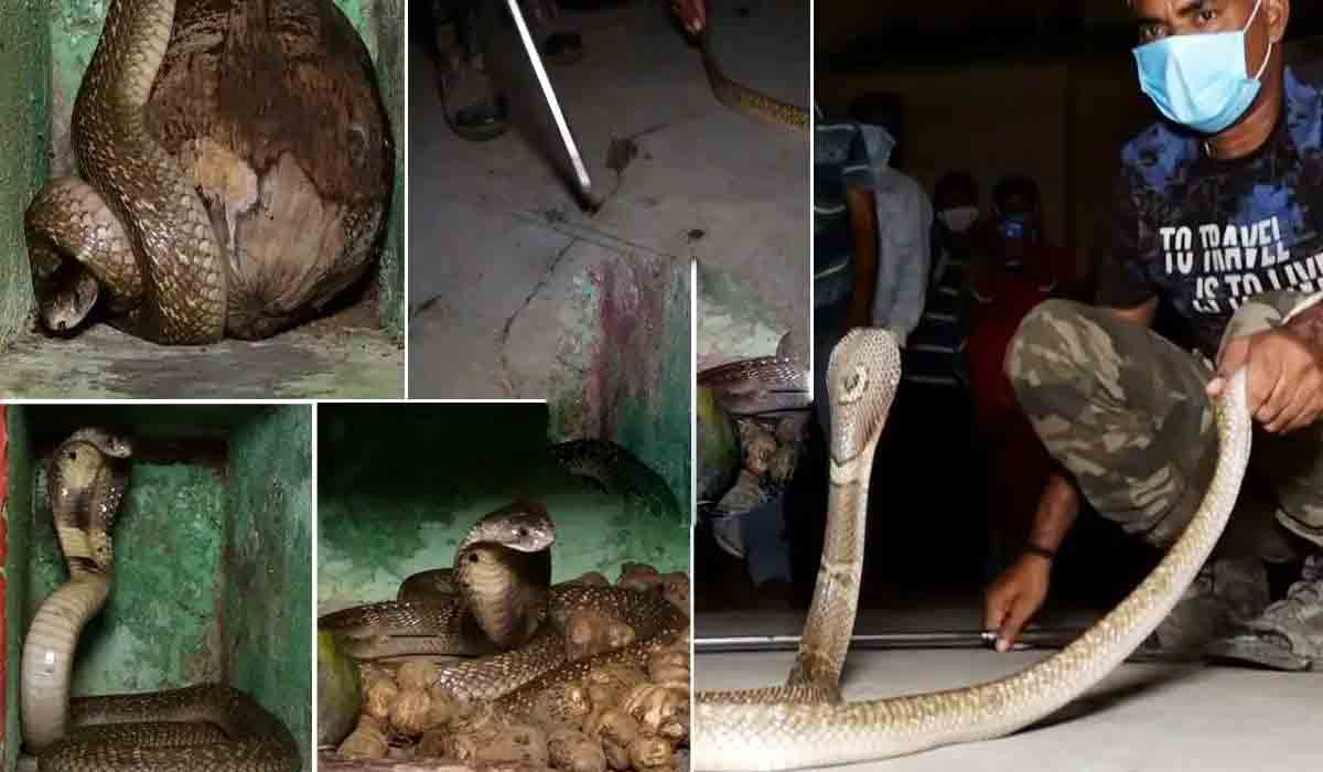 King Cobra: బెదిరిపోయి వంటింట్లో జొర‌బ‌డ్డ కింగ్ కోబ్రా.. సోష‌ల్ మీడియాలో వీడియో వైర‌ల్‌..!