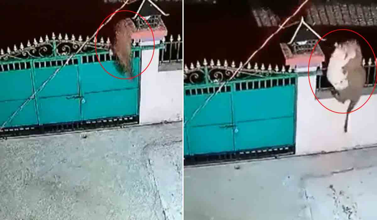 Viral Video | పెంపుడు కుక్క‌పై చిరుత దాడి.. గొంతు ప‌ట్టుకొని గోడ దూకేసింది..