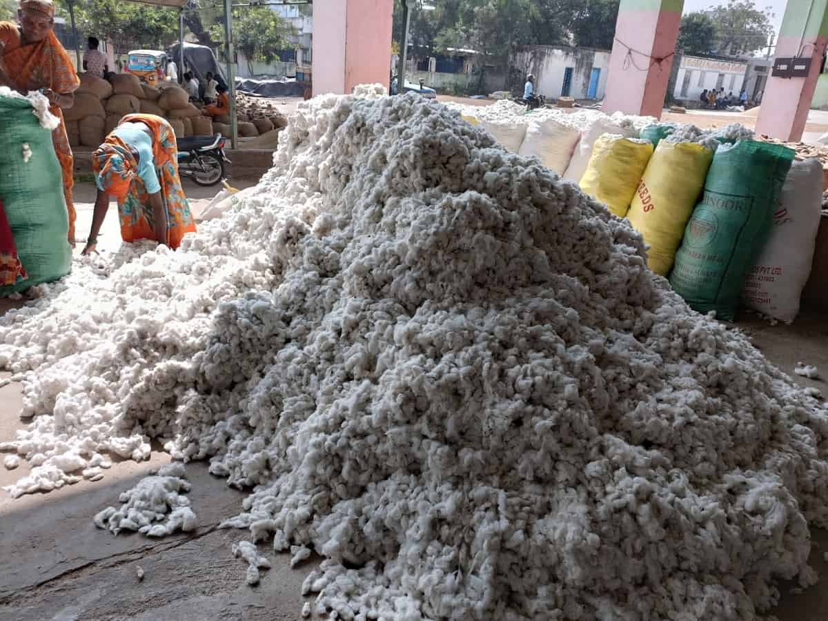 సిరులు కురిపిస్తున్న తెల్లబంగారం