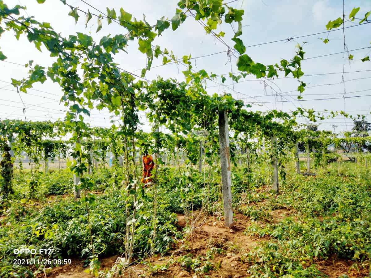 లాభాల పందిర్లు