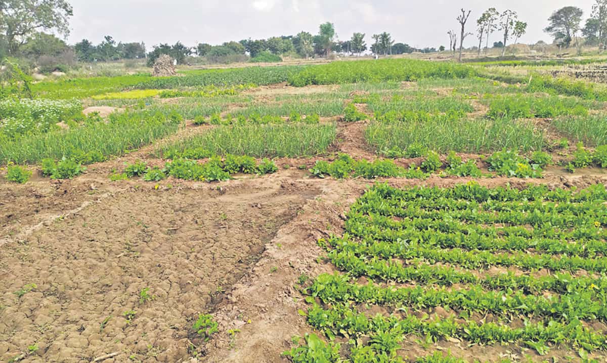 8 గుంటల కౌలు భూమిలో పది రకాల కూరగాయల సాగు