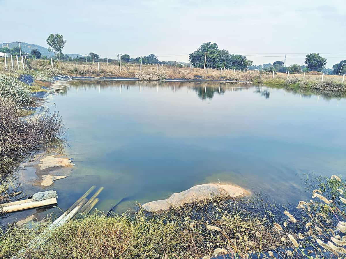 చేపల పెంపకంపై పెరుగుతున్న ఆసక్తి