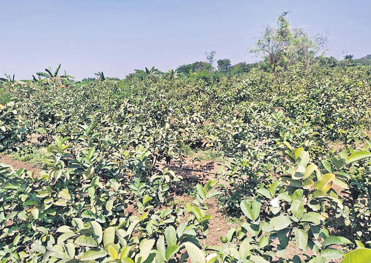 జామ, అరటి సాగుపై రైతుల ఆసక్తి