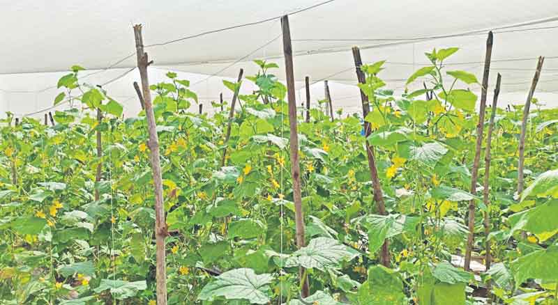 కూరల సాగు.. లాభాలు మెరుగు