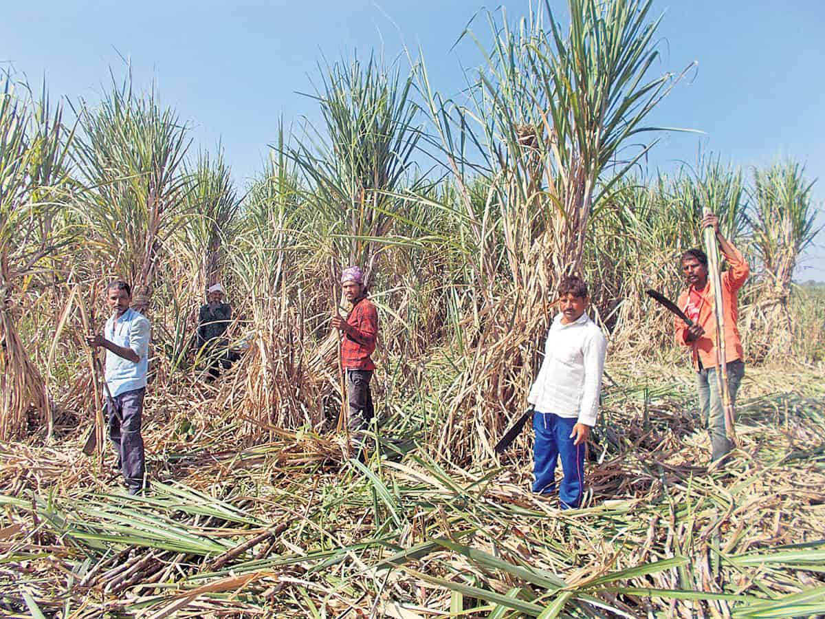 చెరుకు సాగుతో లాభాల బాట