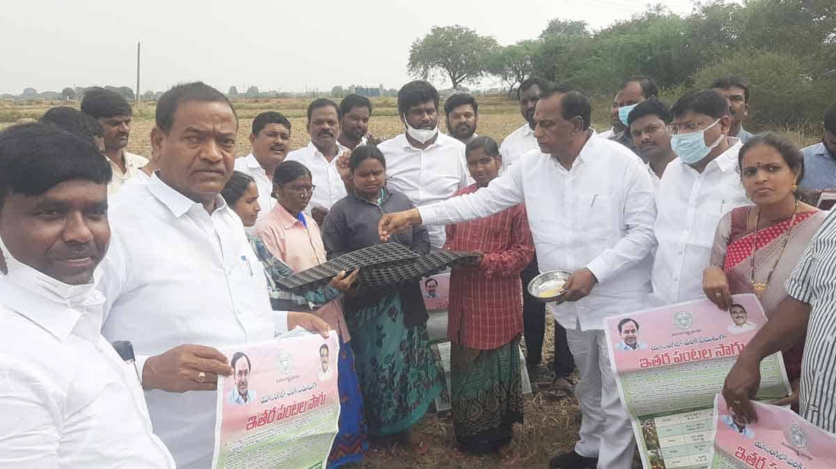 క్యాప్సికమ్‌ విత్తనాలు నాటిన మంత్రి మల్లారెడ్డి