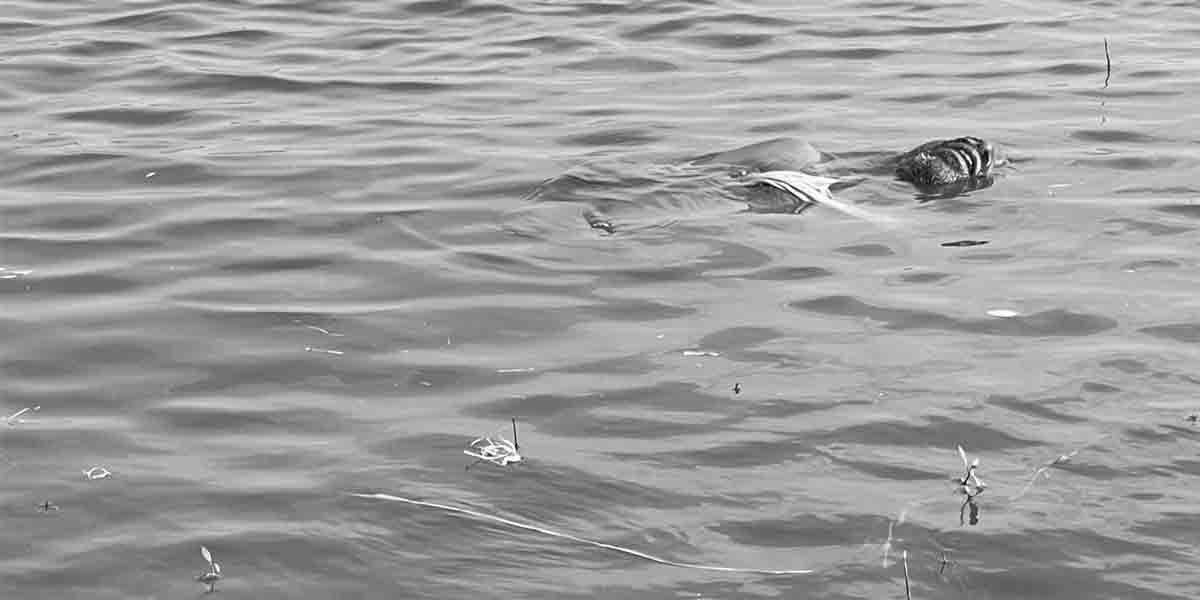 ఎస్సారార్‌ ప్రాజెక్టులో చేపలవేటకు వెళ్లి మత్స్యకారుడి మృతి