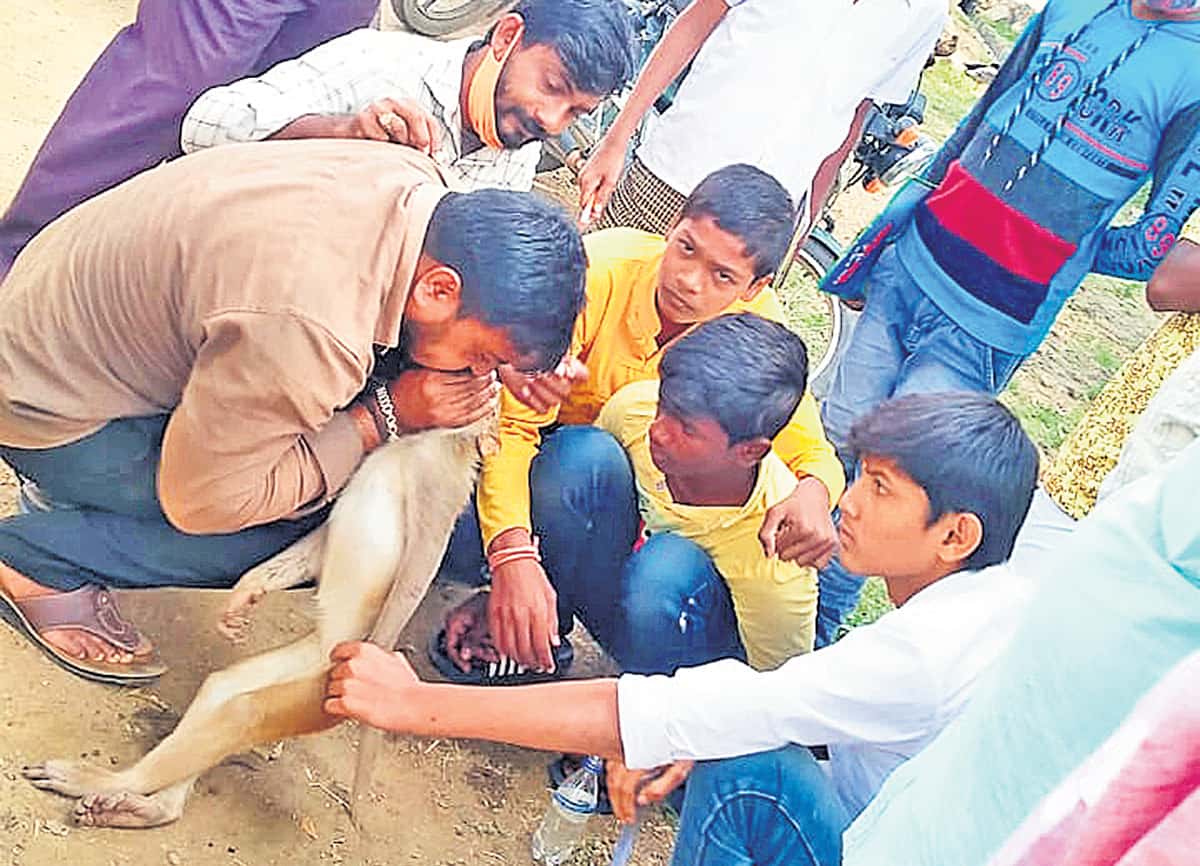 వానరానికి ప్రాణం పోసిన యువకుడు