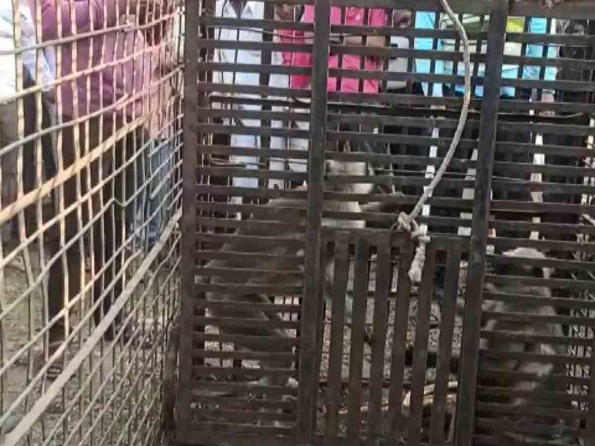 కుక్కలను చంపుతున్న కోతులను పట్టుకున్న అటవీ సిబ్బంది