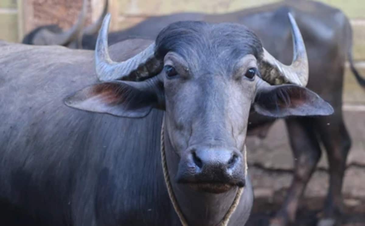 జిల్లా వ్యాప్తంగా లబ్ధిదారులకు పాడి పశువుల పంపిణీ