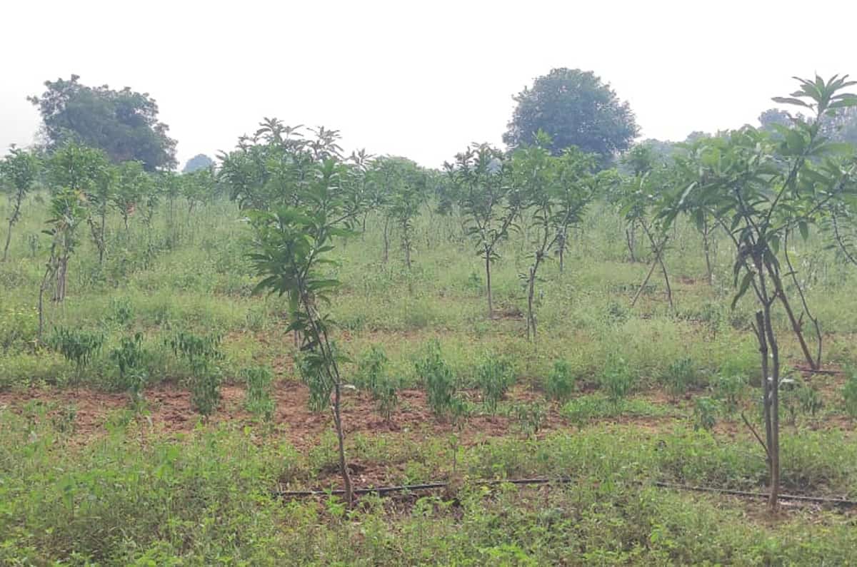 సిరులు కురిపించేశ్రీగంధం