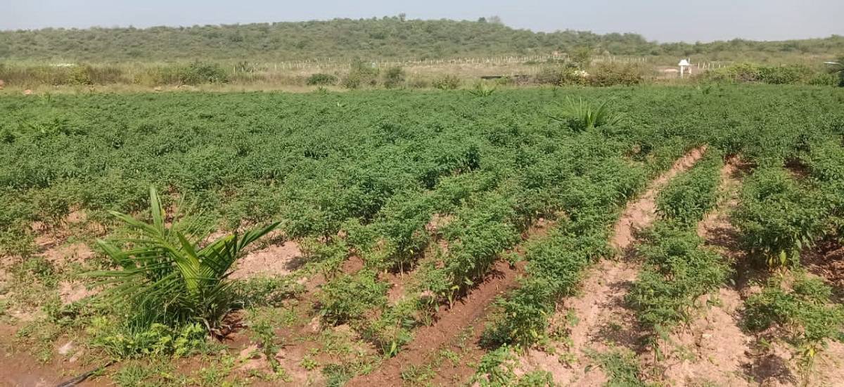 అన్నదాత..ఆయిల్‌పామ్‌ వైపు..