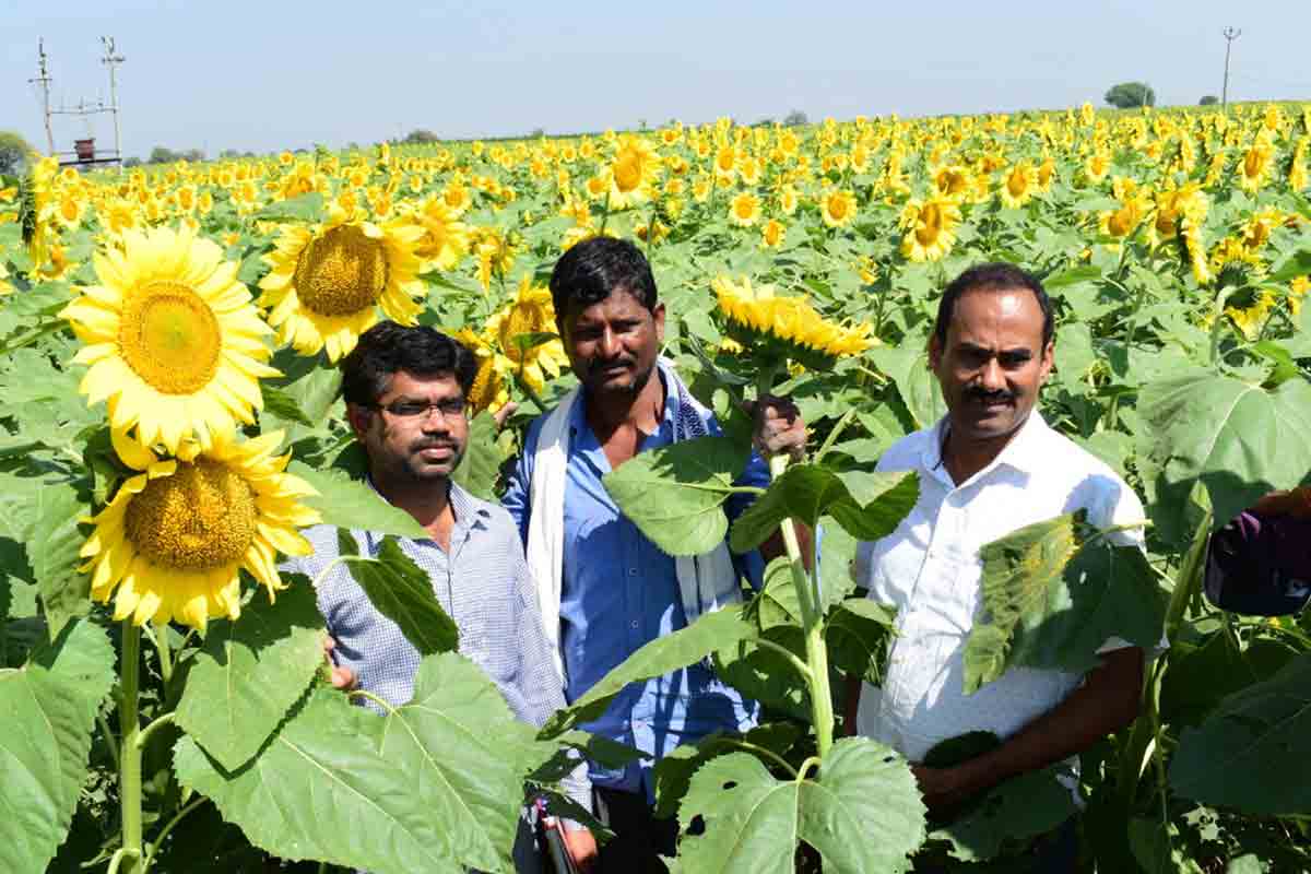 నూనె గింజలు..ఎంతో మేలు