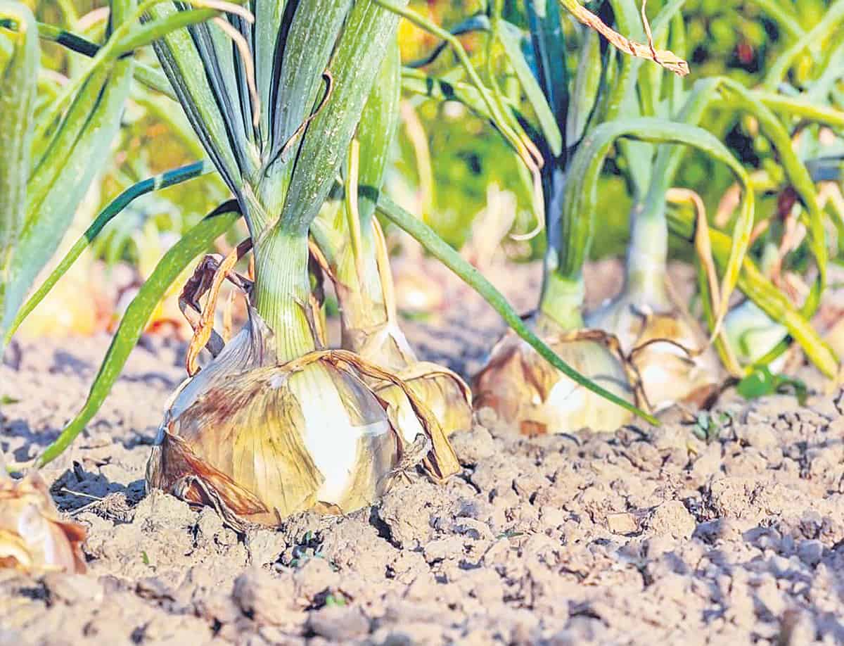 వరి విడిచి.. ఉల్లి సాగు..