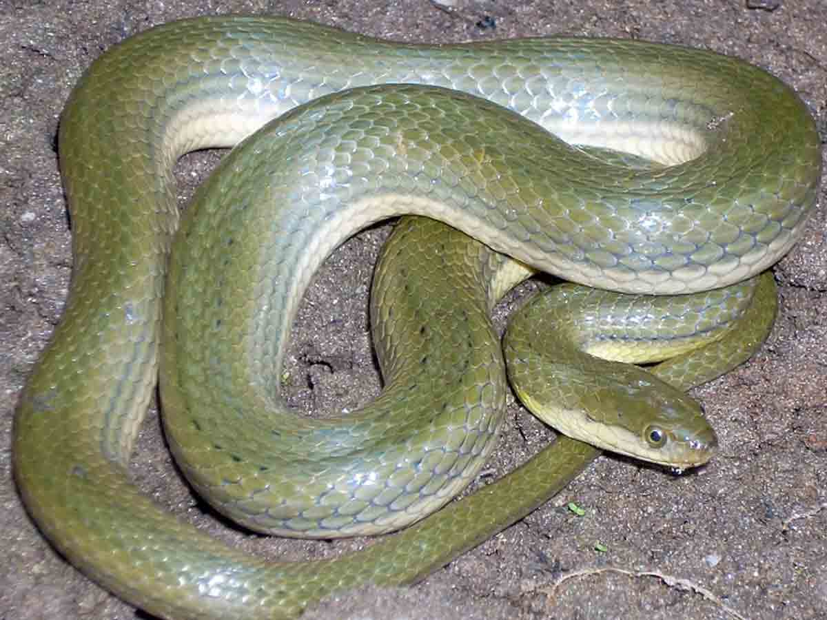 Olive Keelback snake: అరుదైన పాము.. ఆఫీసులో ప్రత్యక్షం