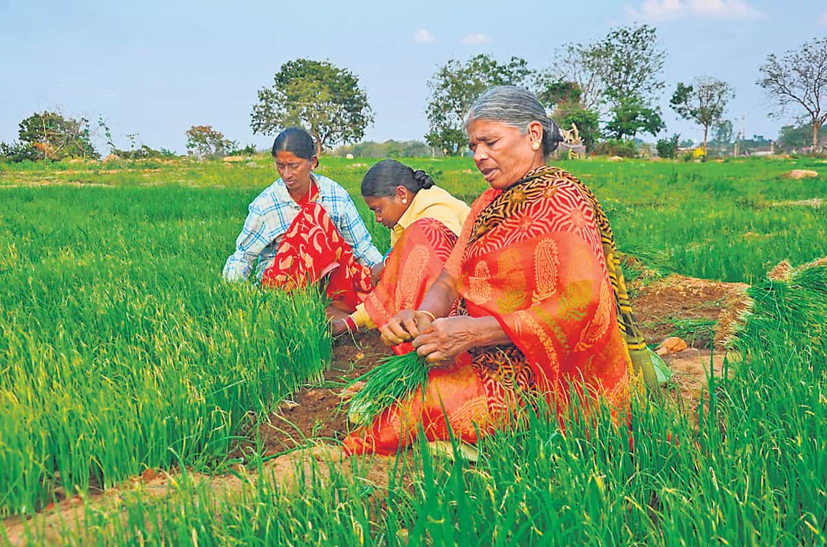 ఉల్లి సాగులో200 కుటుంబాలు