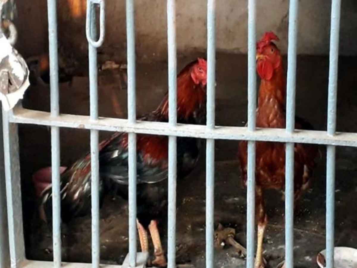 Hens in Jail: ఉండి జైళ్లో పందెం కోళ్లు.. ఎందుకంటారా?